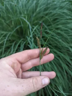 Hayden's sedge thumbnail 3