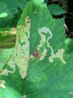 Phytomyza tlingitica thumbnail 3