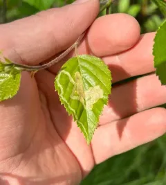 Agromyza alnibetulae thumbnail 2