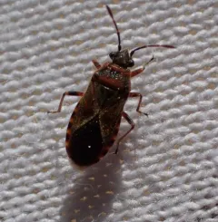 Elm Seed Bug thumbnail 3