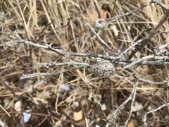 Diplolepis nodulosa thumbnail 4