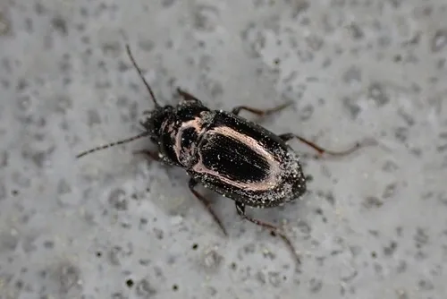 Trachypachus gibbsii