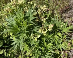 Stinking hellebore thumbnail 4