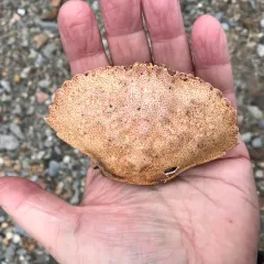 Atlantic Rock Crab thumbnail 2