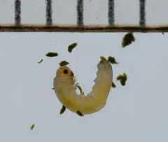 Yellow-bellied Rush-cutter thumbnail 4