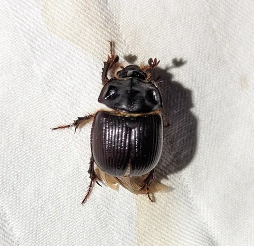 Stout Earth-boring Scarab Beetle