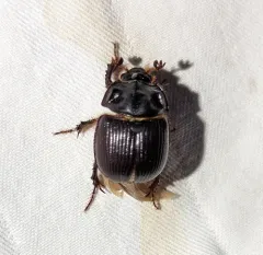 Stout Earth-boring Scarab Beetle thumbnail 1
