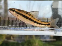 Lake Chubsucker thumbnail 3