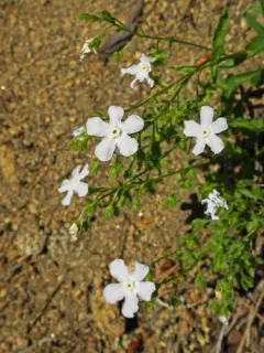 Showy stickseed thumbnail 2