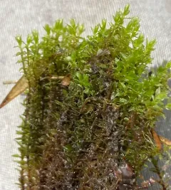 Fountain Apple-moss thumbnail 4