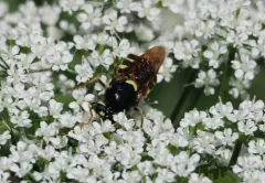 Stratiomys currani thumbnail 4
