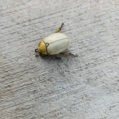 Goldsmith Beetle thumbnail 4
