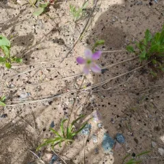 Sand Fameflower thumbnail 2