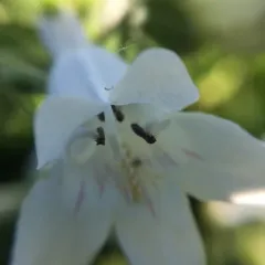 foxglove beardtongue thumbnail 3