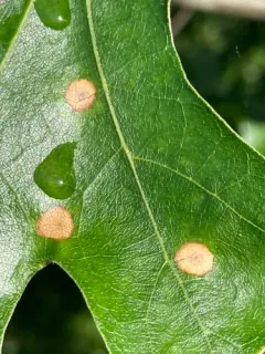 Polystepha pustuloides thumbnail 3