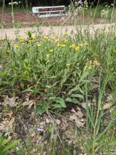 Heterotheca wisconsinensis thumbnail 4