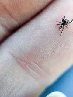 Paradamoetas fontanus thumbnail 4