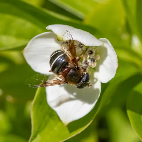 Bog-dwelling Drone Fly