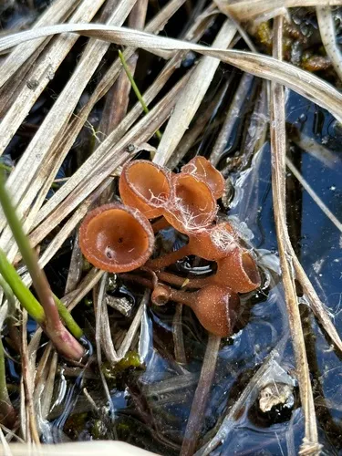Myriosclerotinia caricis-ampullaceae