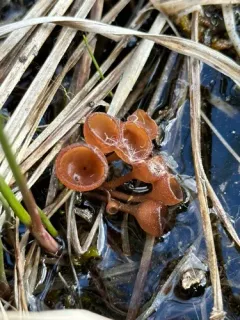 Myriosclerotinia caricis-ampullaceae thumbnail 1