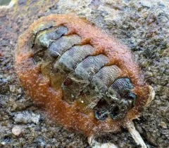 Swan's Mopalia thumbnail 2