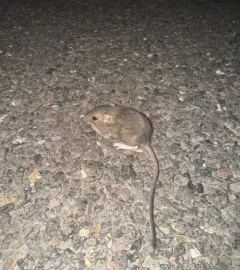 Great Basin Pocket Mouse thumbnail 2