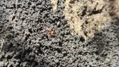 Pergande’s Mustache Ant thumbnail 4