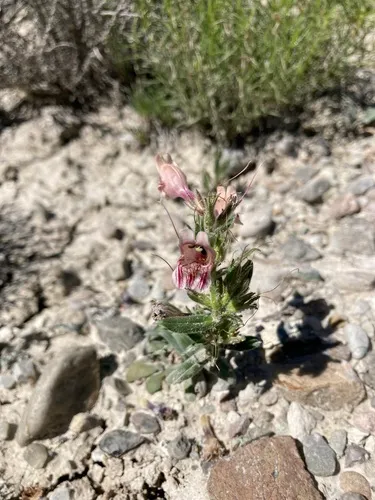 Janish's Beardtongue