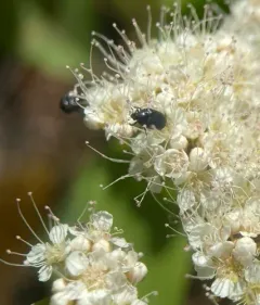 Dark Carpet Beetle thumbnail 1