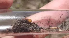 Formica querquetulana thumbnail 3