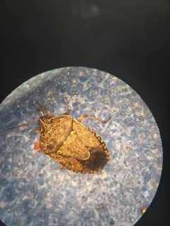 Nerve-winged Stink Bug thumbnail 3