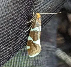 Lampronia oregonella thumbnail 1