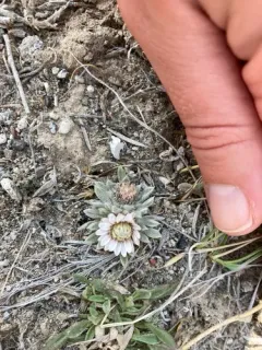 Townsendia lemhiensis thumbnail 2