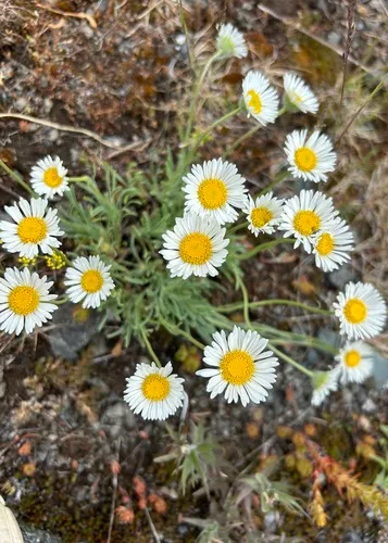 Engelmann's Fleabane