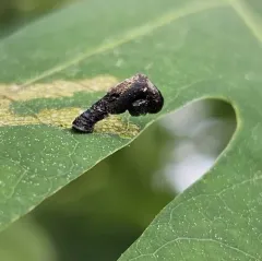 American Pistol Casebearer Moth thumbnail 4