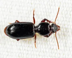Clivina acuducta thumbnail 2