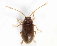 Ptilodactyla carinata thumbnail 1