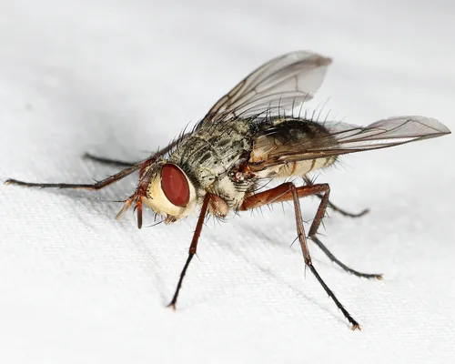Cryptomeigenia dubia