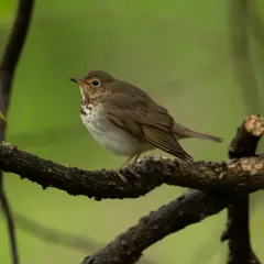 Swainson's Thrush thumbnail 3