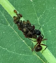 American Viburnum Aphid thumbnail 3
