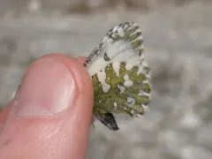 Euchloe ochracea thumbnail 3
