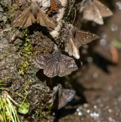 Pacuvius Duskywing thumbnail 4