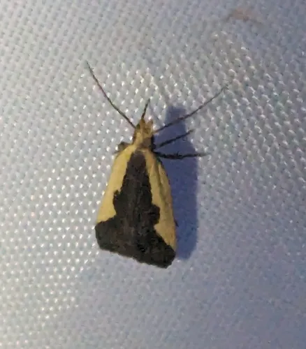 Indented Dichomeris Moth