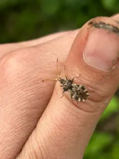 Centrocoris variegatus thumbnail 3