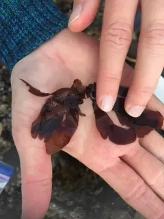 Dilsea californica thumbnail 2