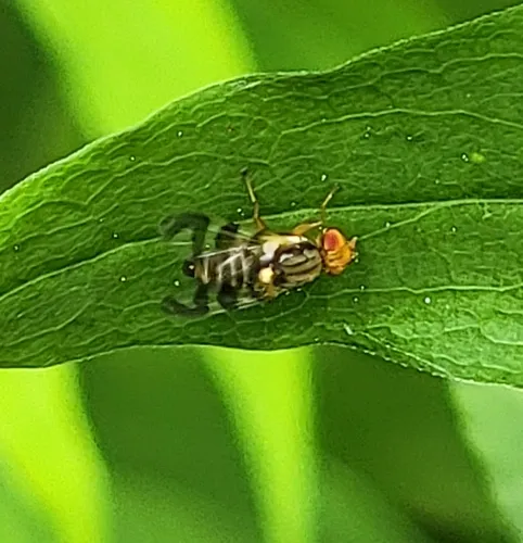 Eastern Cherry Fruit Fly