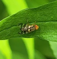 Eastern Cherry Fruit Fly thumbnail 1