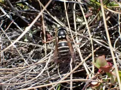 Northern Red-banded Yellowjacket thumbnail 2