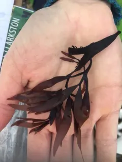 Bleach Weed thumbnail 4