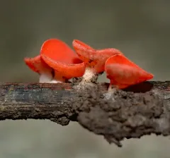 stalked scarlet cup thumbnail 4